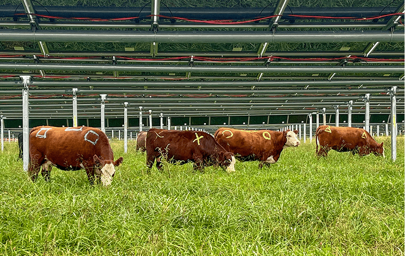 heating-for-livestock